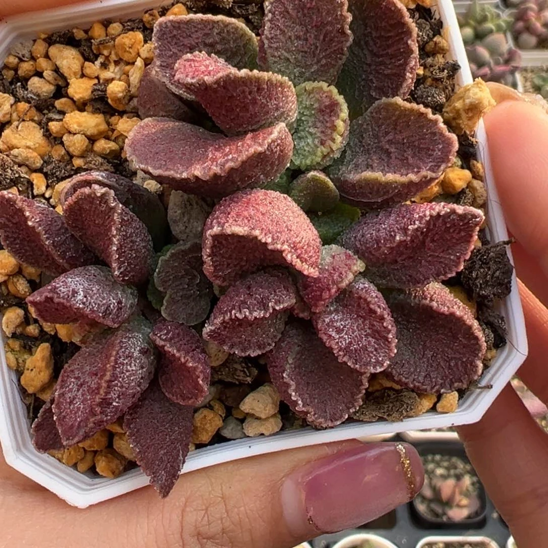 艳姬火凤凰多肉植物水泡