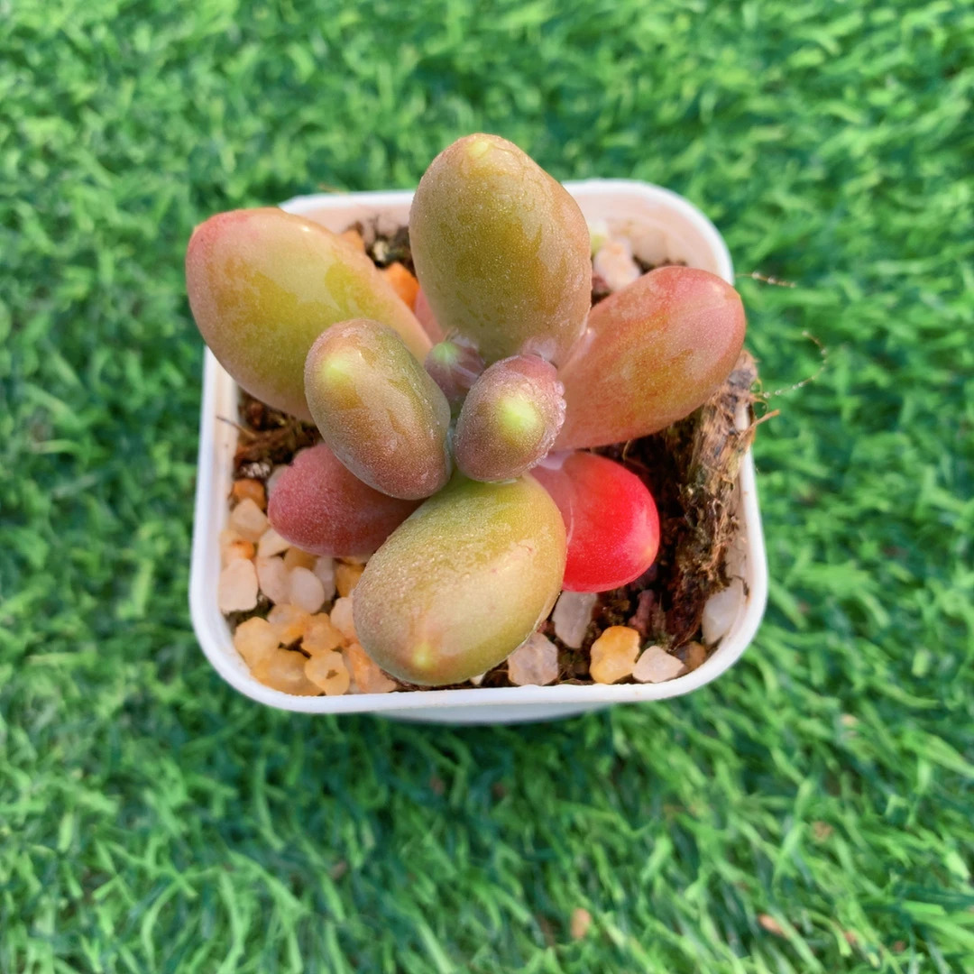 芒果奶单头2-4CM【花界草堂】精品多肉阳台盆栽一单包邮