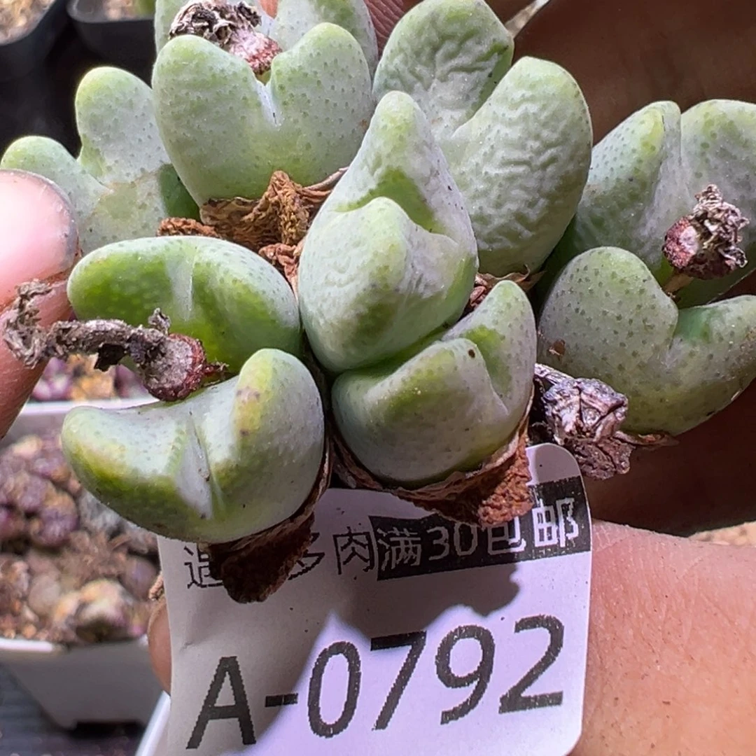 多肉植物1111111111111