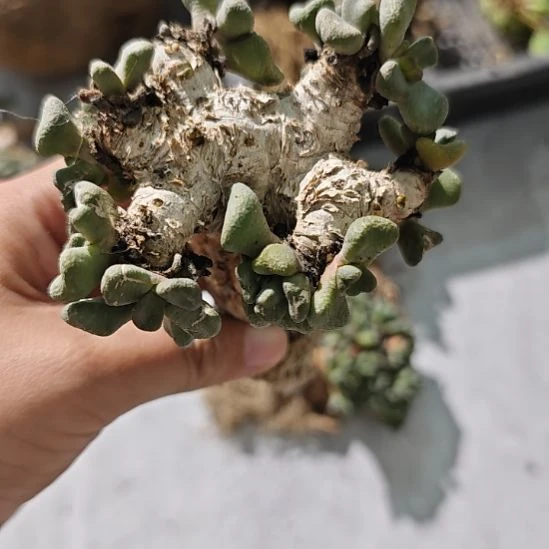 一物一拍，南非块根！