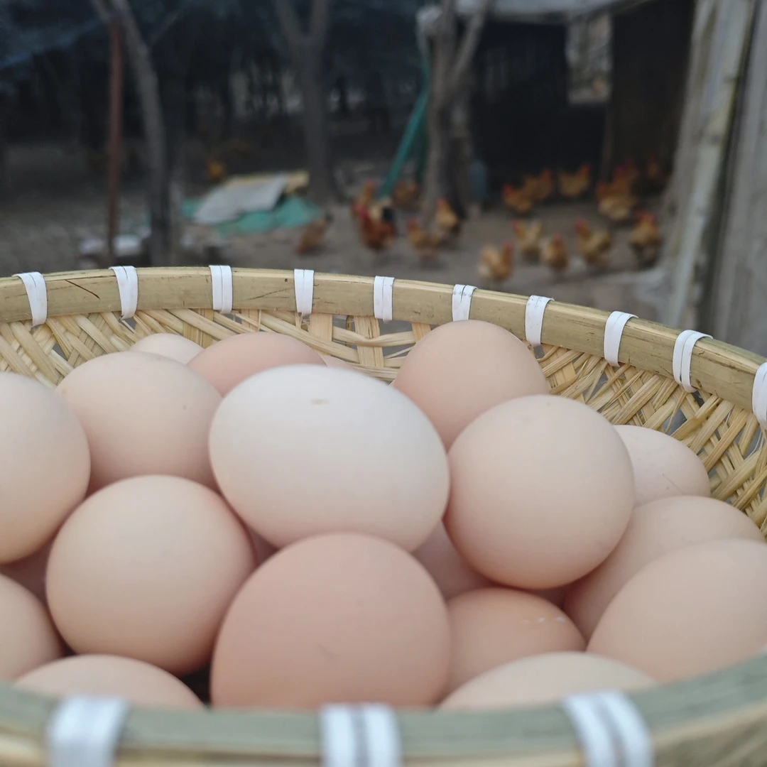 大别山农家林间散养土鸡蛋谷物喂养营养土鸡蛋