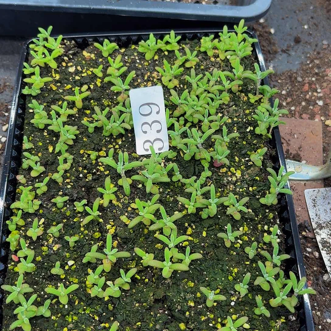 多肉植物多肉植物339
