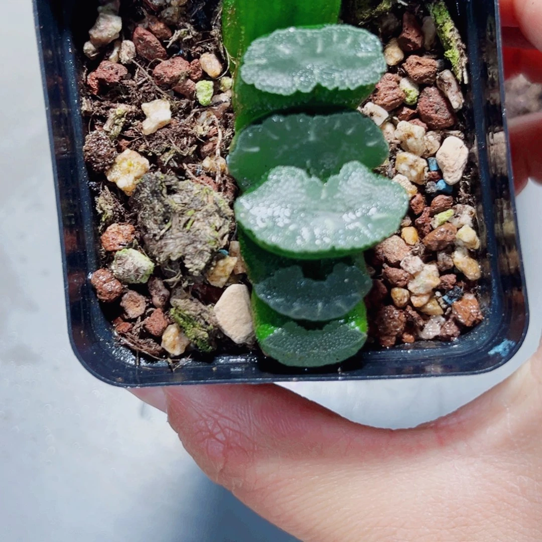 猛犸玉扇多肉植物6666