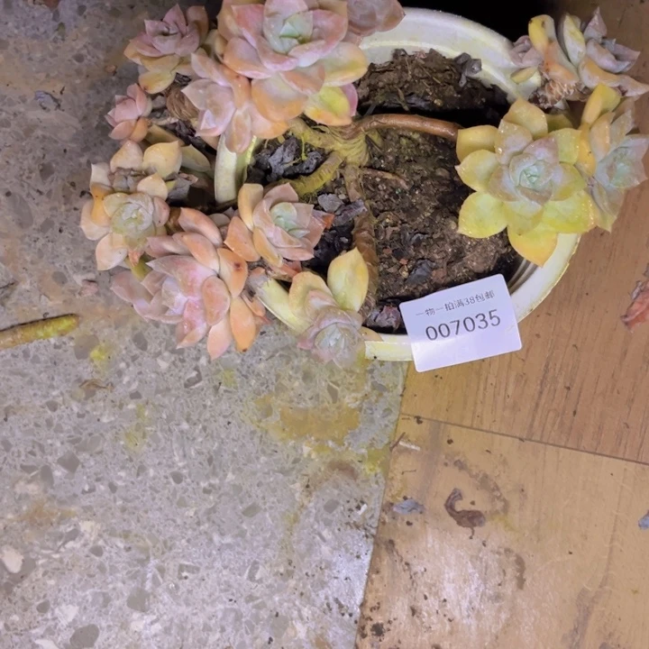 光***狂多肉一物一拍7035