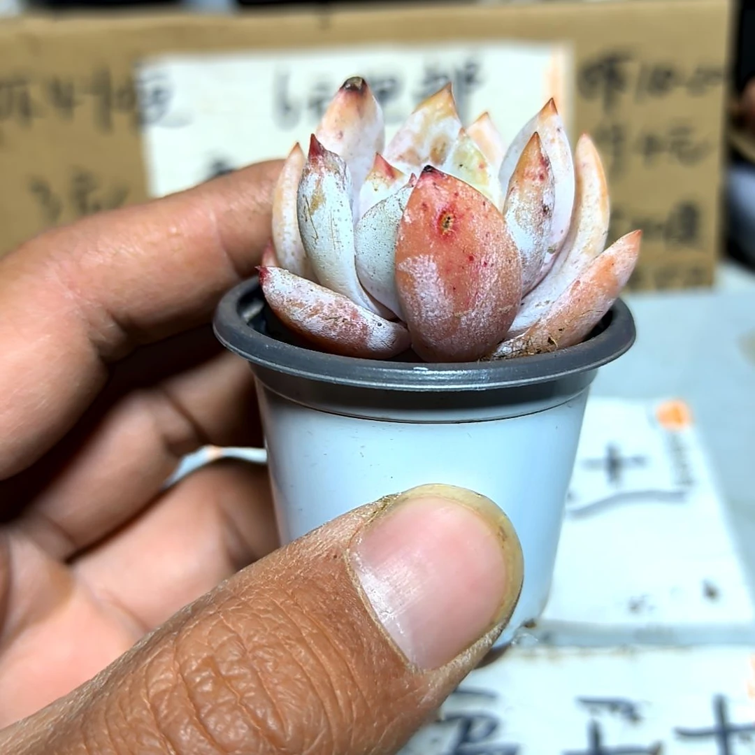 满6元包邮，糖心雪天使俩颗