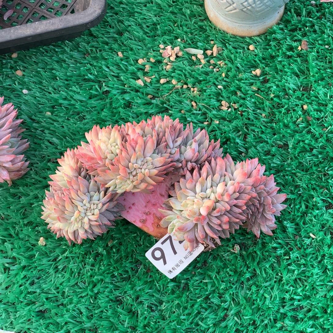 974细叶橙梦露缀多肉植物