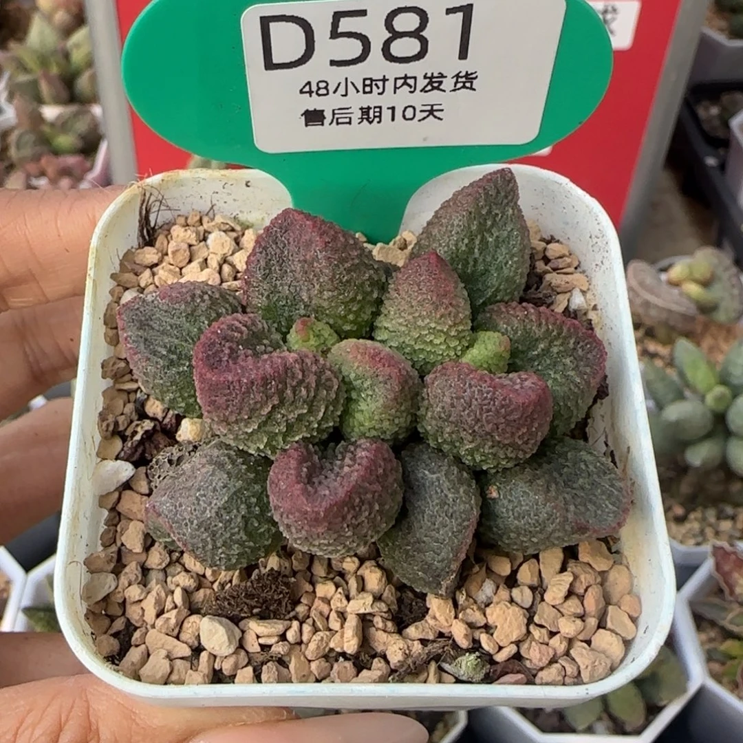 水蜜桃紧凑型。  581。