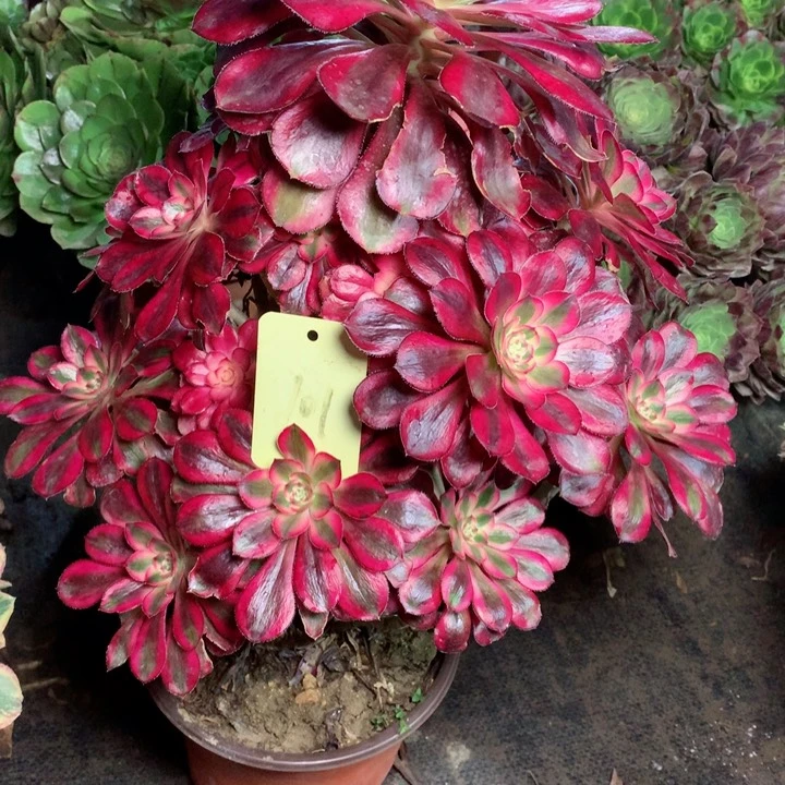 101香奈儿多肉111111