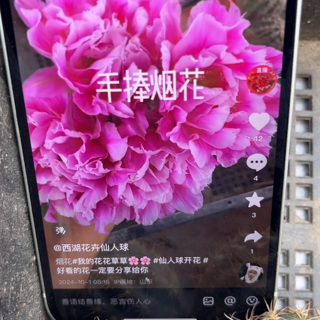 手捧烟花彩遐侧呀20包邮仙人球34