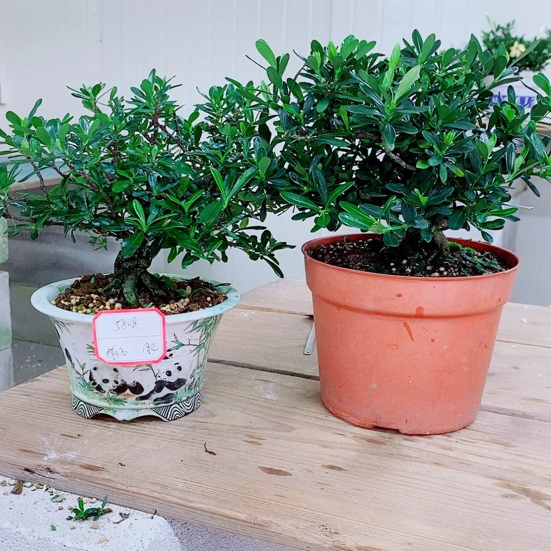 完全开放?****✨栀子花一物一拍