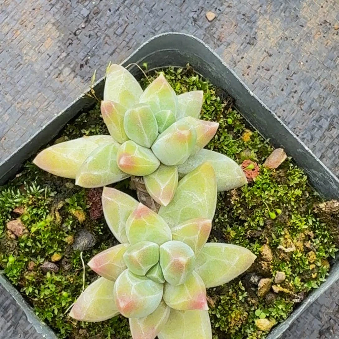 美人系精品多肉植物一物一拍