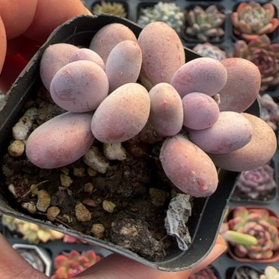 369彩虹奶多肉植物多