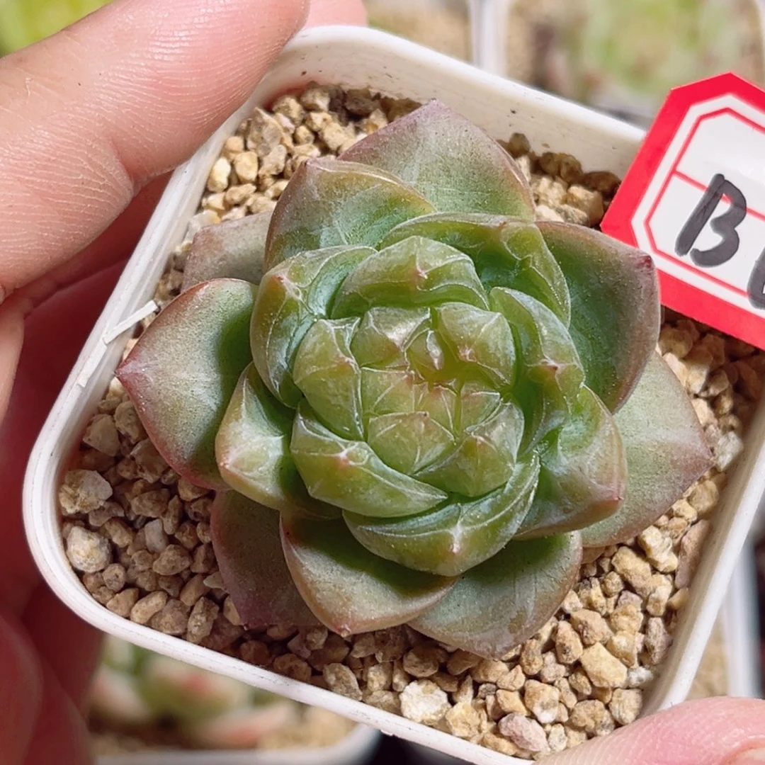 B622 一物一拍 无名珍妮