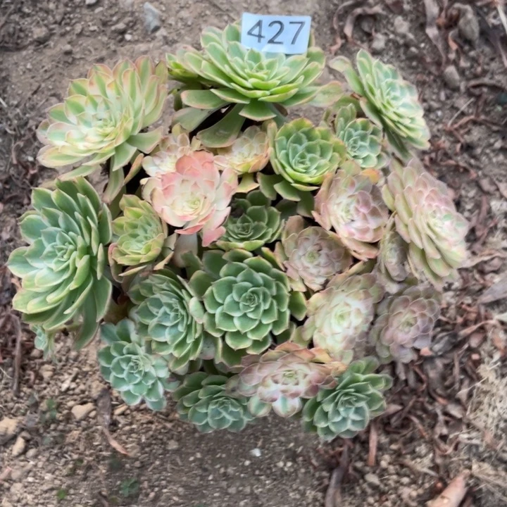 用***草无花朵427多肉雨荷变异