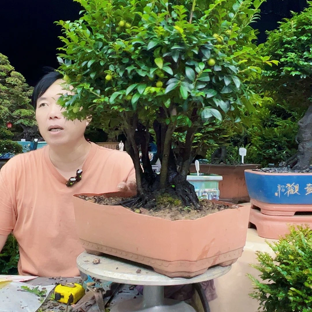 当前无花朵，栽培后可花朵用****2秀明国艺秀明周艺