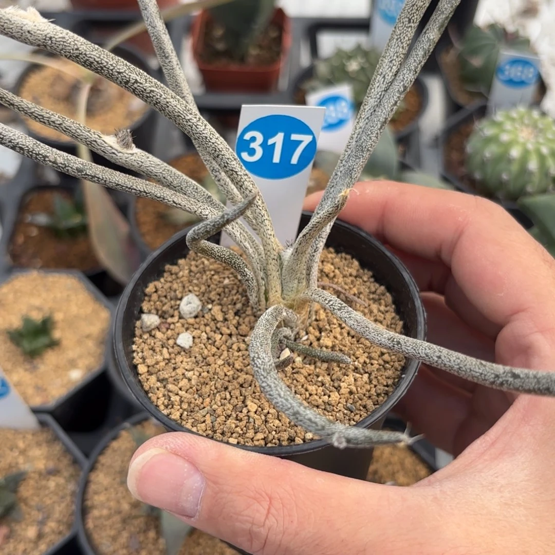 317实生美杜莎带盆带土发货