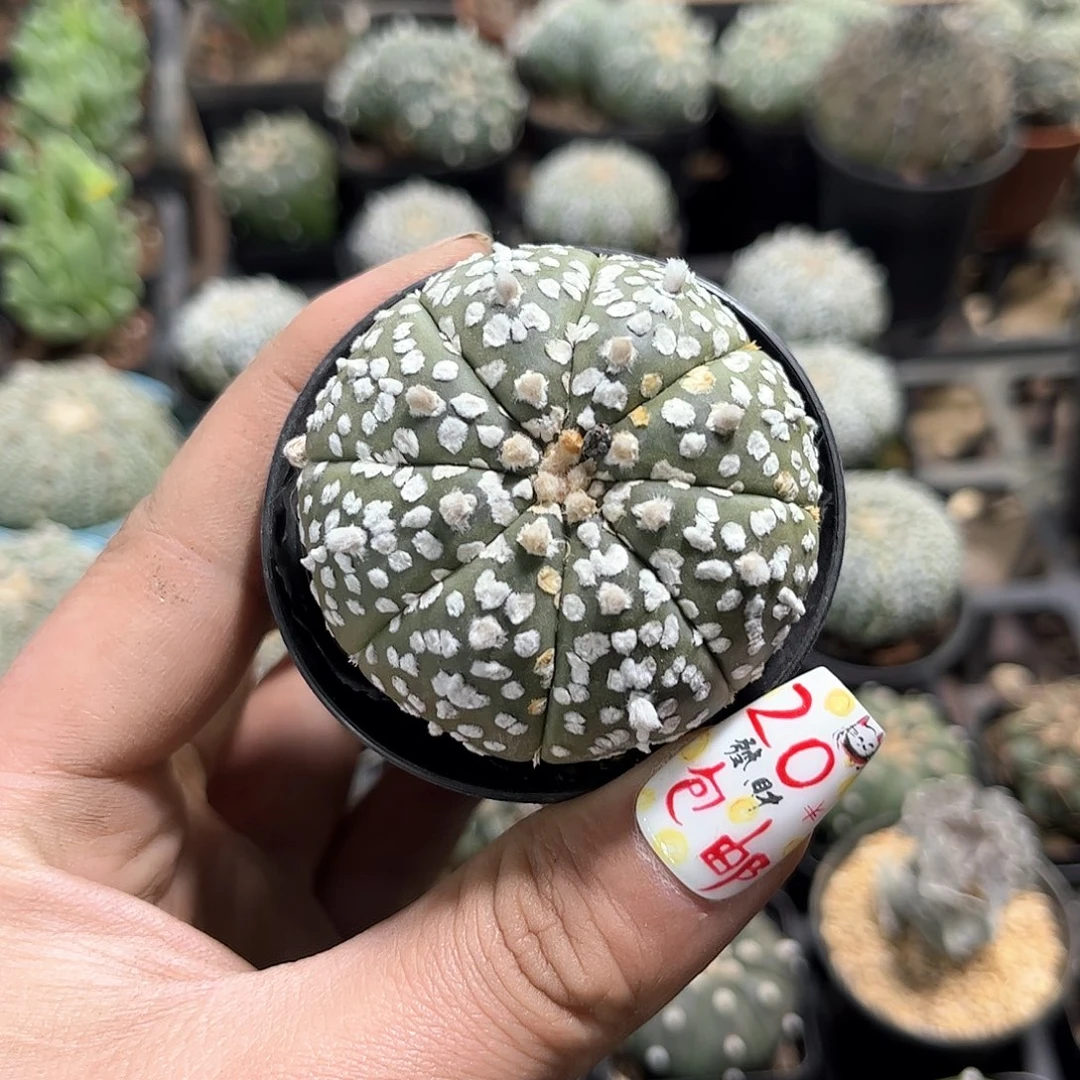 安****歲24793一物一拍单头发货