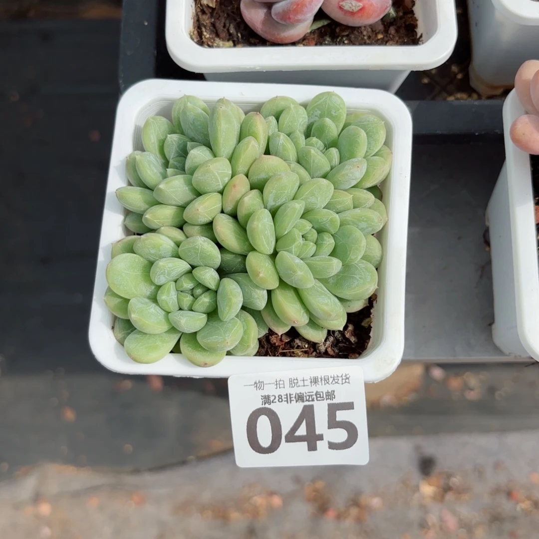 百达翡翠无盆土发货