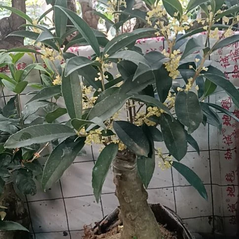 用***8完全开放佛顶珠桂花