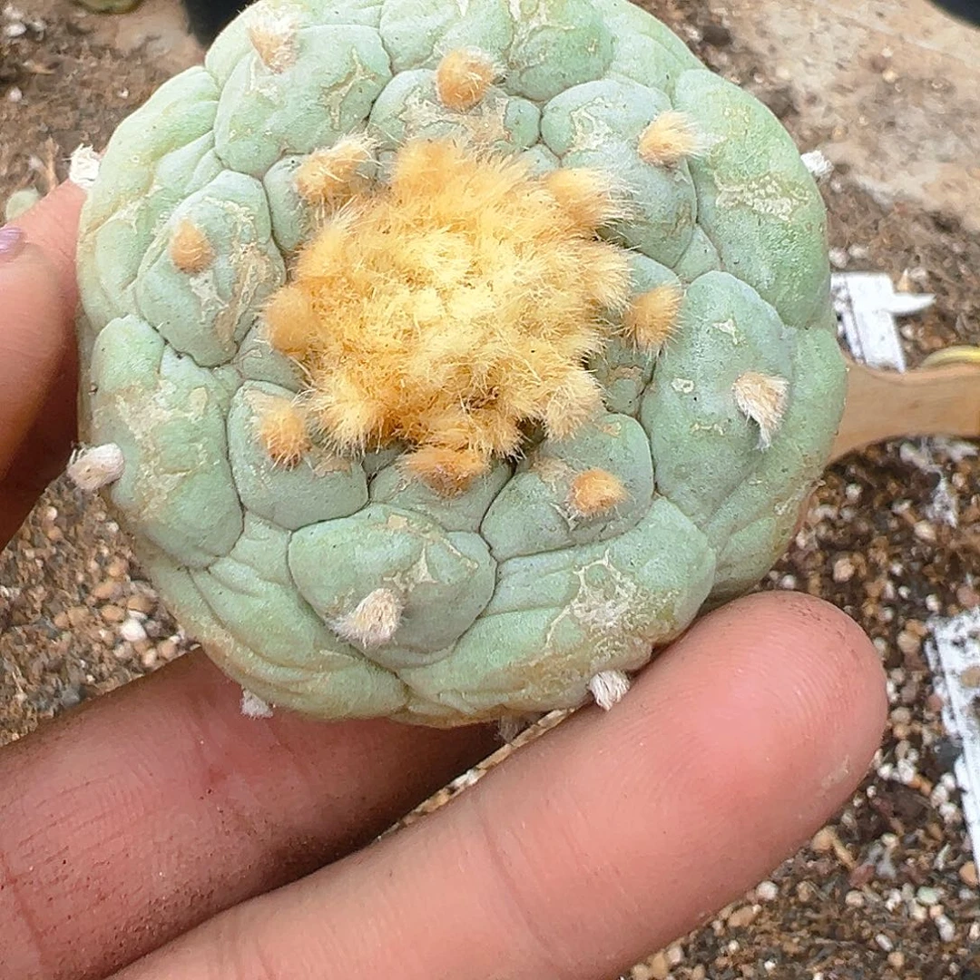 美***晴落地自根海鲜，尺寸5厘米
