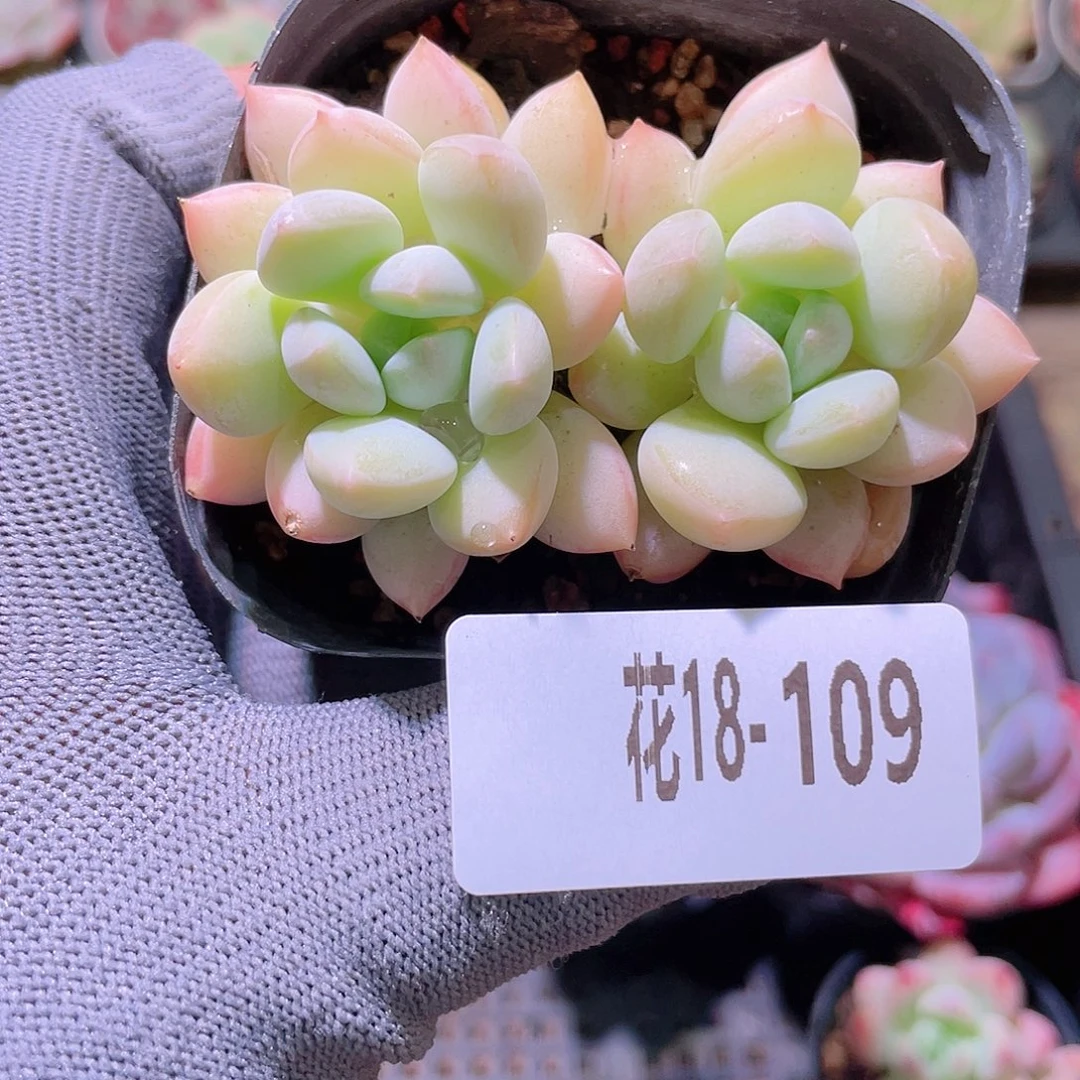 花利美18-109玉兔
