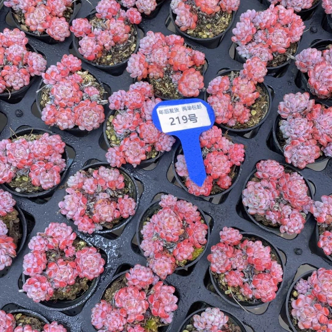 219号全状态娜雅小精灵群生2个