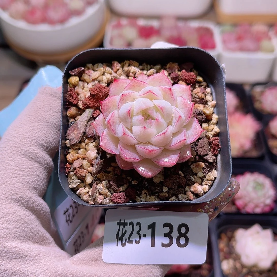 花利美23-138女王