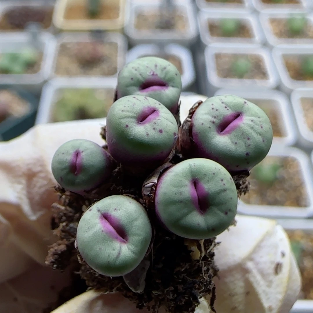 Y*1-12-当天满58包邮小型嘴0.7cm多肉脱土