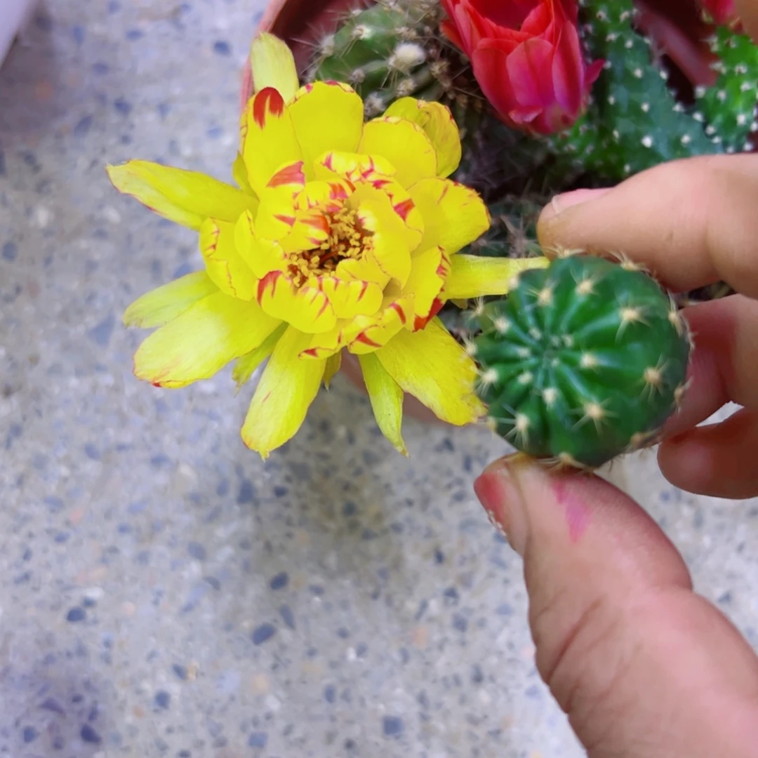 下31丽花136 歪无根侧芽2一3公分左右20包邮