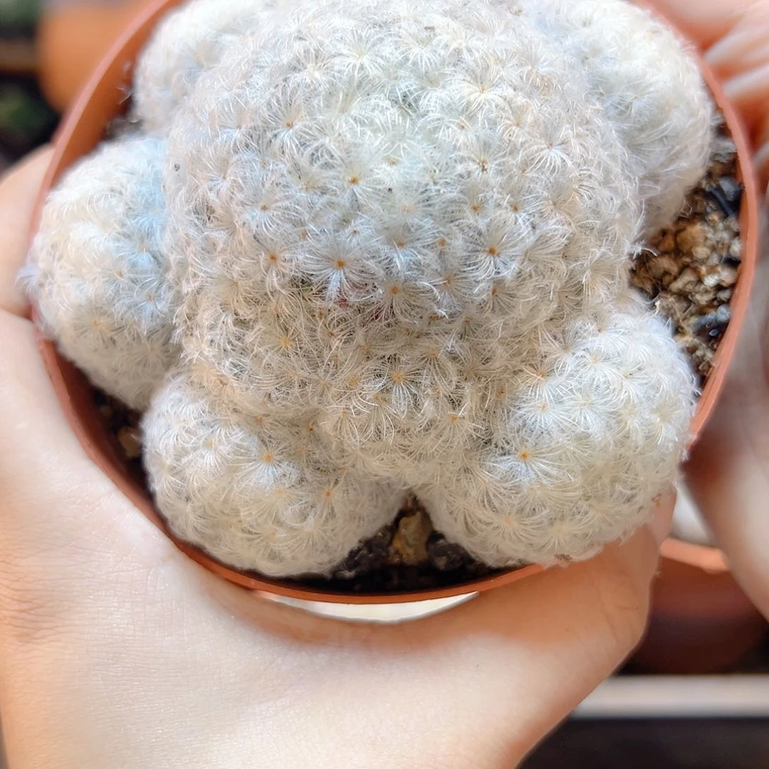 实生白星群8公分脱土