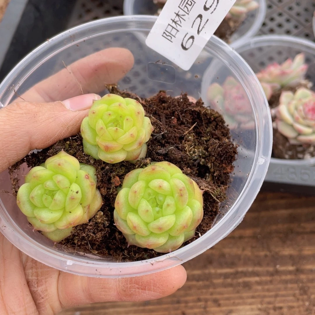 多肉植物多肉植物629