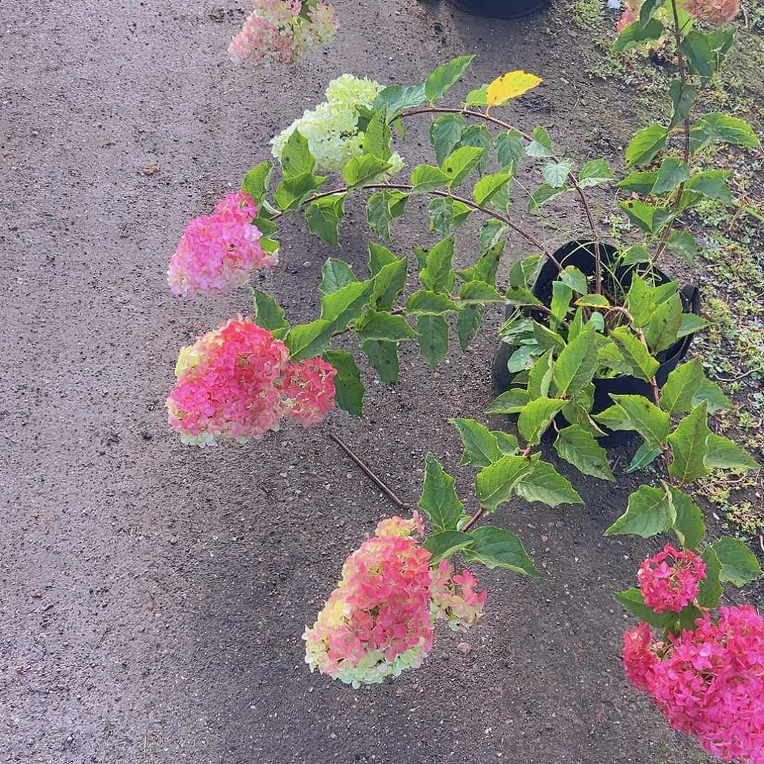 完全开放焰舞绣球