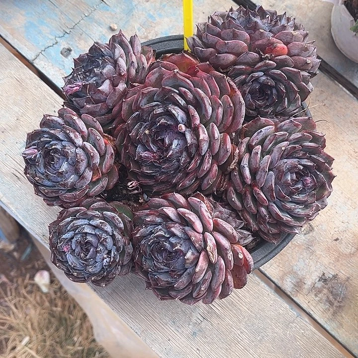 木***贝000000000000000050蓝莓木木宝贝