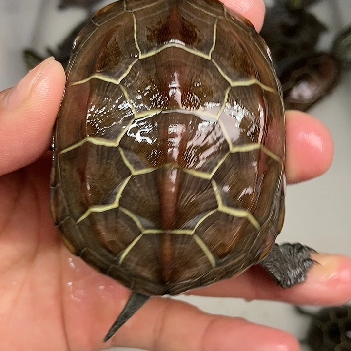 中华草龟不分公母