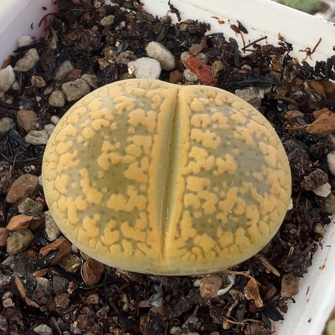 185多肉植物种类多样