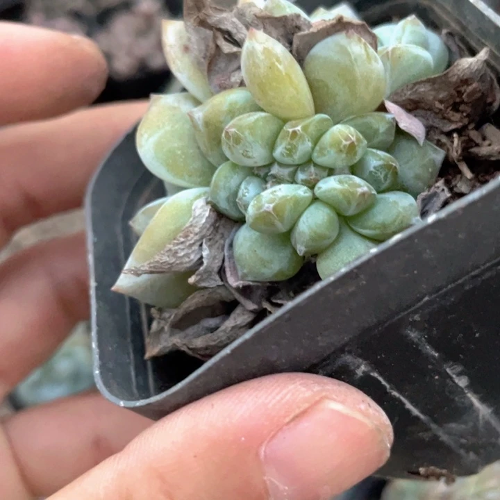 一物一拍星影缀化