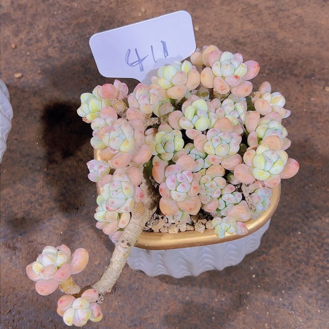 411樱花罗琦18.8元