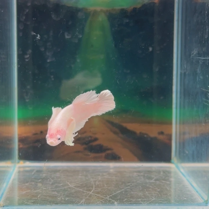 斗鱼就是因为他没有什么