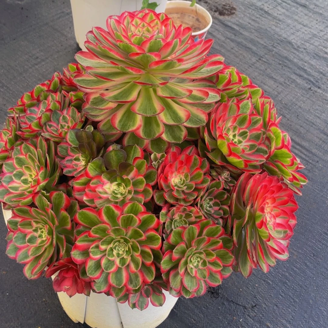 【通用】万圣节系列群生多肉植物万老桩大手捧精品多肉