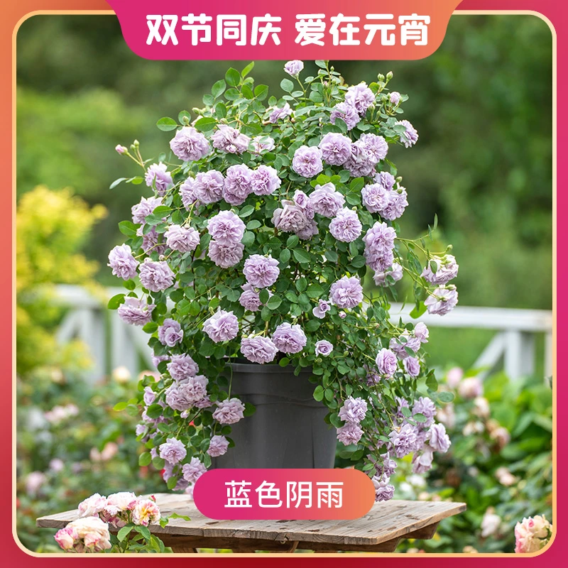 天狼月季 蓝色阴雨 蓝紫色月季盆栽苗藤本月季爬藤拱门花卉易养护