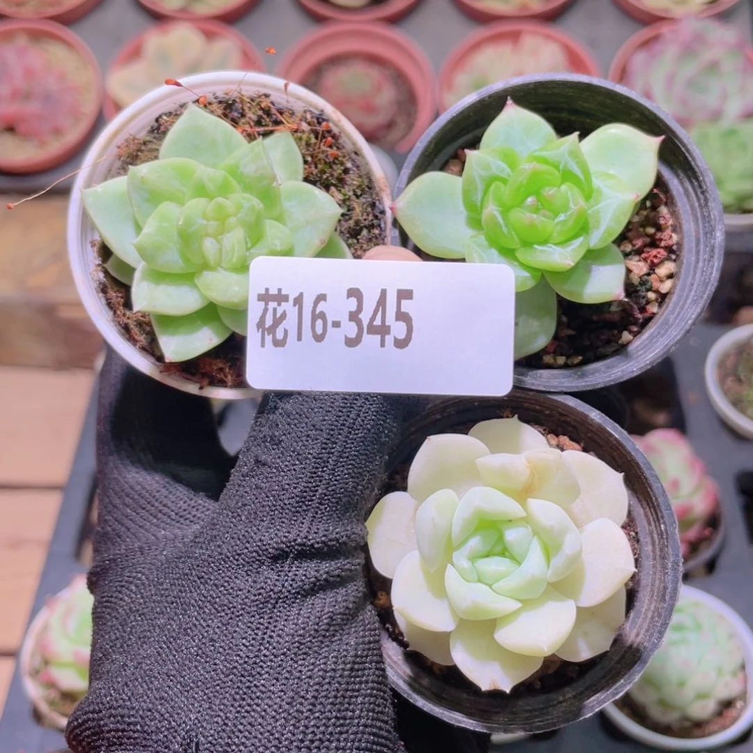 芝***塔花利美16-345新品3颗