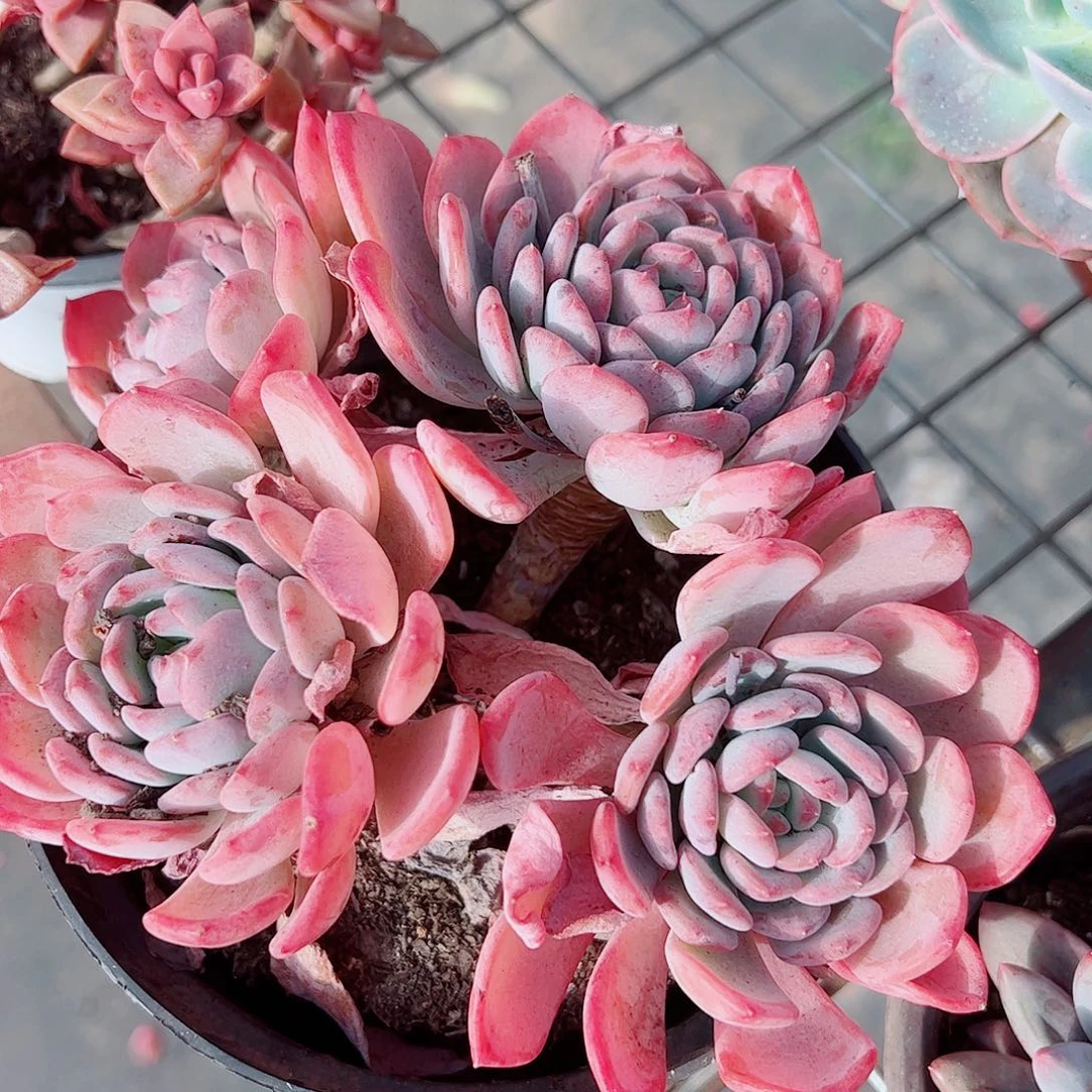 玛瑙多头群生精品特价