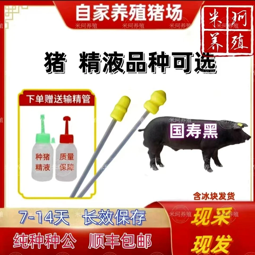 国寿黑种公精液瓶一件包邮包对版生态养殖批发输精管猪用耗材