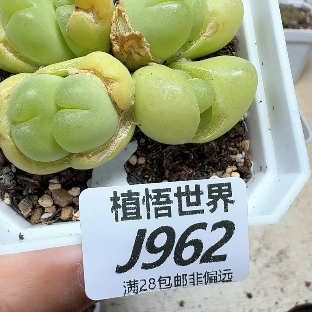 多肉植物的润泽额