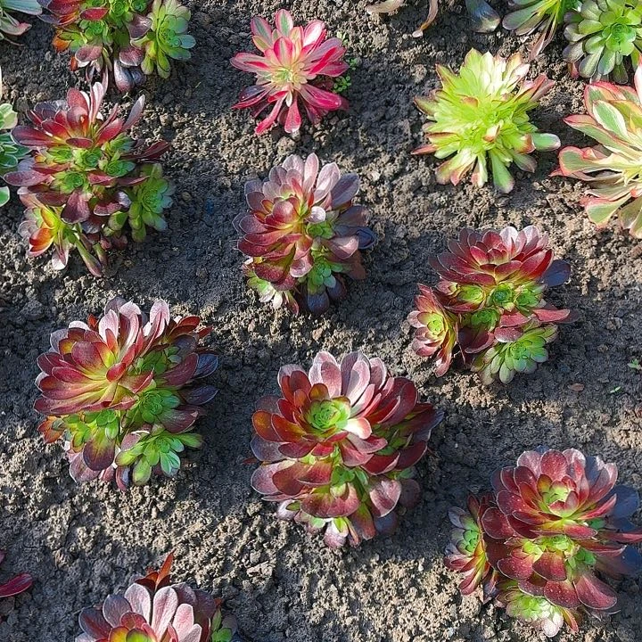 【闪购商品】黑寡妇.1-19