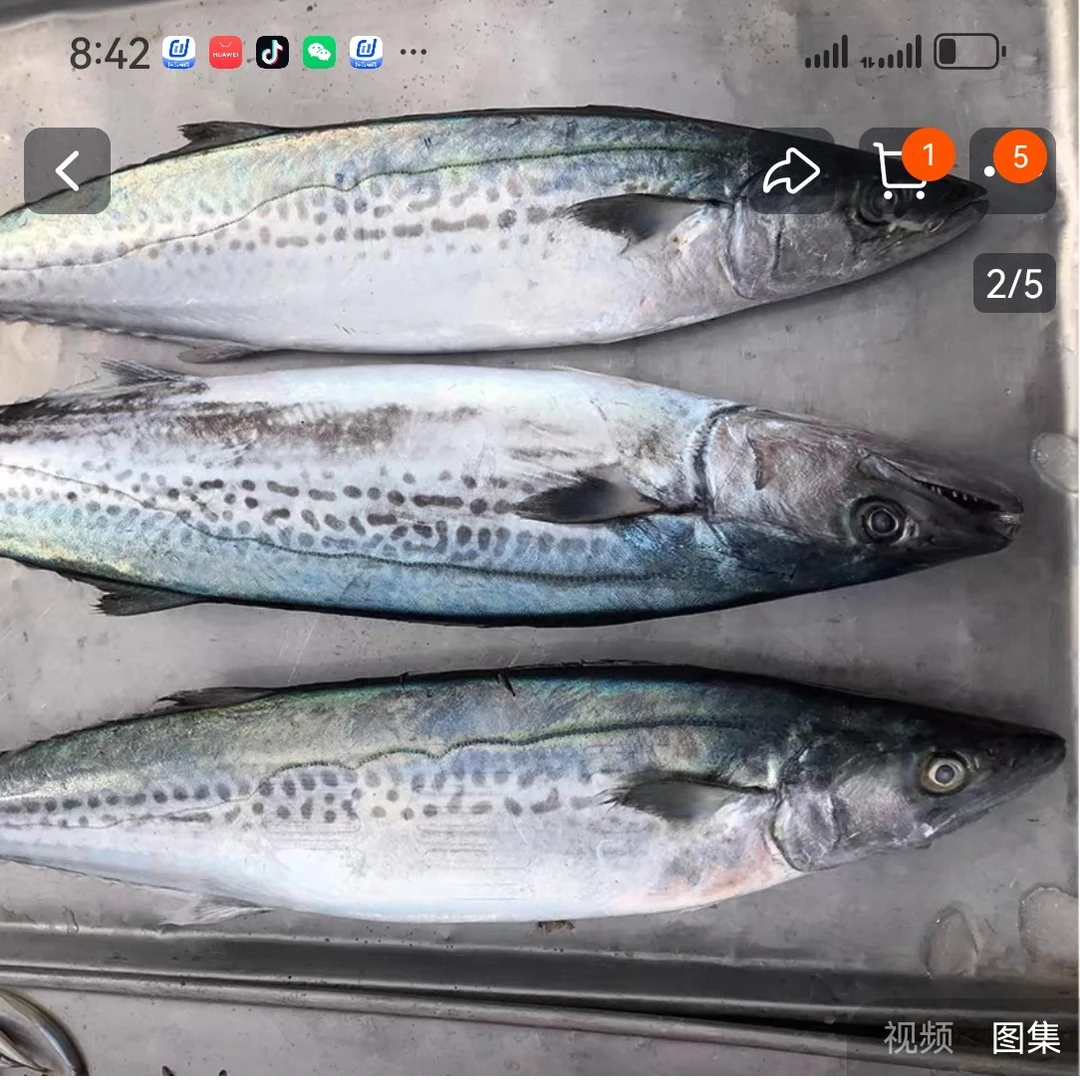 日照码头现捕拔鱼，5斤顺丰包邮。