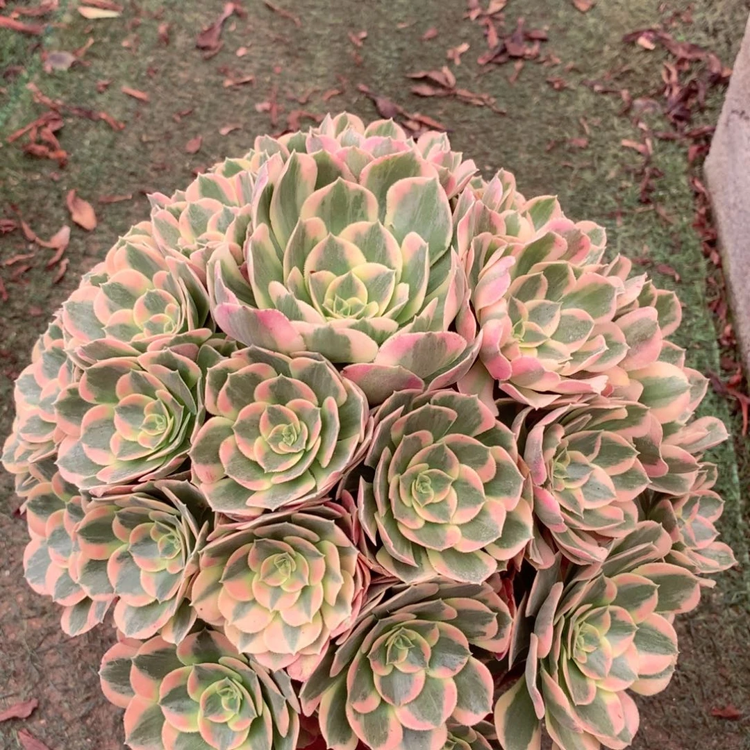 妖月捧花，多肉植物