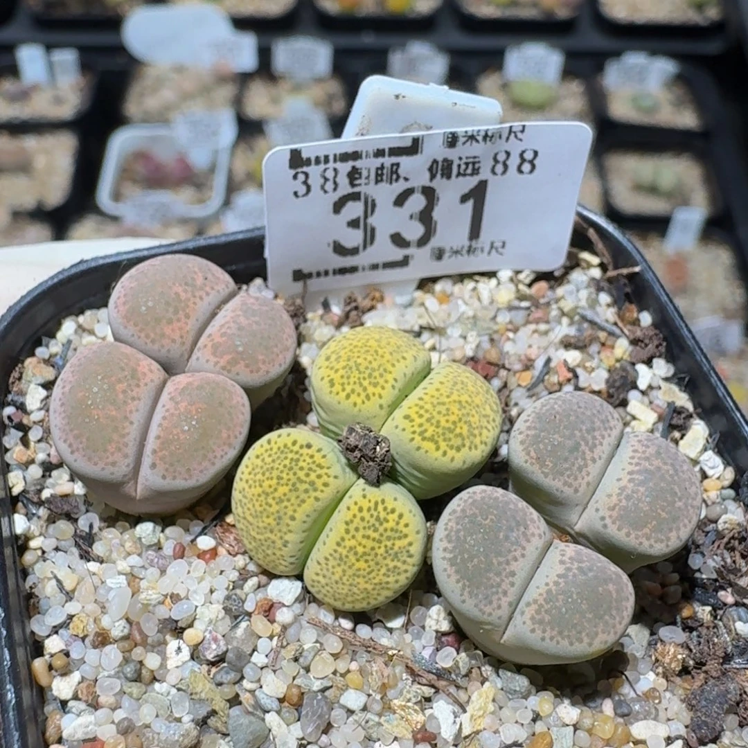 苗***苗zzzxx生石花肉锥331