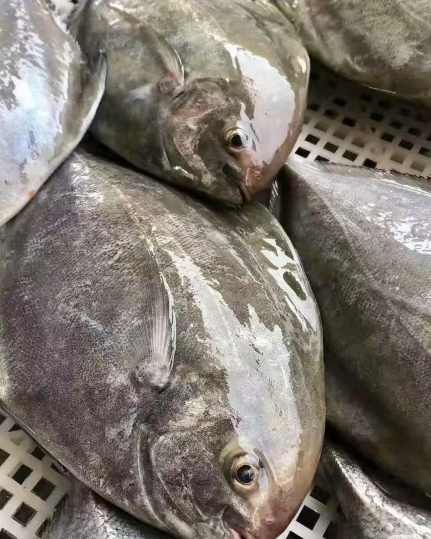 广东汕尾野生本港乌鲳鱼 黑鲳 原产地顺丰冷链直发