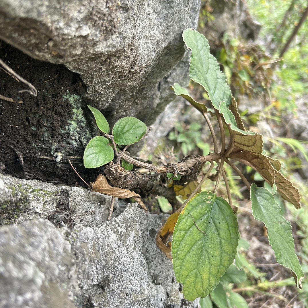 贵州深山野生石上莲